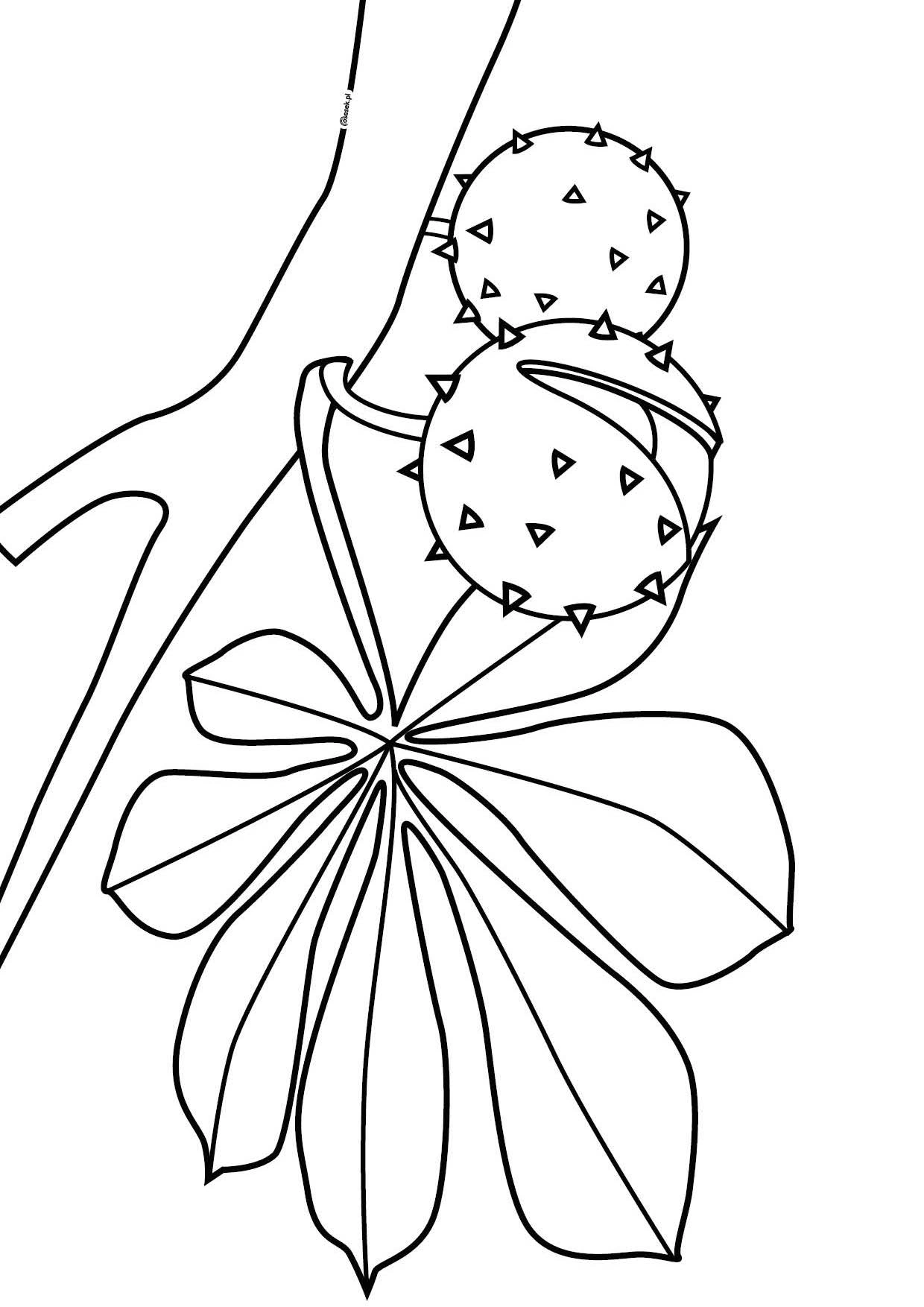 Kolorowanka kasztany na gałązce